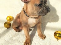 Güzeller güzeli french bulldog bebeklerimiz
