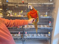 HYBRİT MACAW PAPAĞANIMIZ GELMİŞTİR