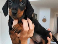 Dişi erkek dachshund yavrularım sevgi dolu yuva arıyorum