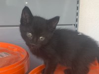 GÜZEL BEBEK KEDİLER SEVGİ DOLU YUVA OLUR MUSUNUZ