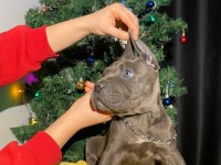 Safkan şampiyon anneden blue ve siyah cane corso yavrular