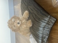 Mersin toy poodle 2.5 aylık dişi