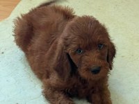 MUTLU YAVRU KÖPEKLER