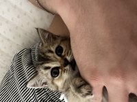 4 aylık black golden kalite british shorthair