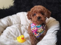 Yakışıklı Poodle Prens