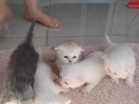 TERTEMİZ SAFKAN YAVRULAR