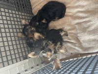 Safkan yorkshire terrier teslime hazır