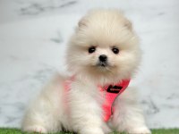 Sevimli Pomeranian Boo Yavrularımız
