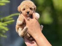 Korea Maltipoo Yavrularımız