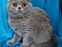 Scottish fold yavrular sahibinden