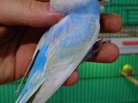 Rainbow muhabbet kuşu yavrular