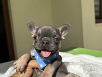 FRENCH BULLDOG ( IRK GARANTİLİ )