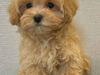 Maltipoo Bebeklerimiz