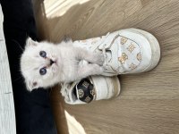 Beyaz scottish fold oğlumuz