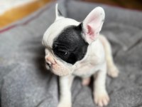 Dünya tatlısı French Bulldog kızımız
