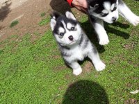 SAFKAN A KALİTE SCR HUSKY YAVRULAR