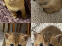 Golden british shorthair bebekler