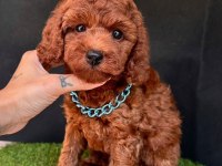 Sevimli Toy Poodle Yavrularımız