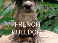 French bulldog secereli babadan erkek black tan merle