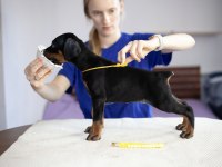 Keskin bakışlı doberman yavrularım