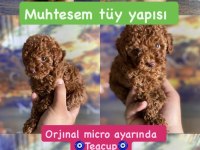 Orjinal micro ayarında red brown poodle