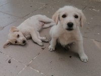 İngiliz çoban köpeği yavruları