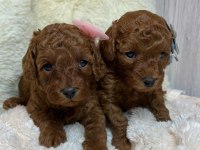 TOY POODLE YAVRULARI
