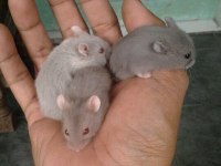 Suriye Hamster Yavrular ve Tüm Malzemeleri Adrese Teslim