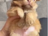 Chihuahua Yavrularımız Yeni Sahiplerine Bekliyor