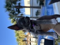 4 aylık chihuahua yavrumuz sahiplendirilecektir