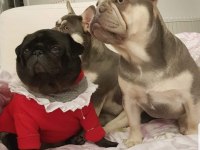 Kardeş french bulldog sahiplendirme