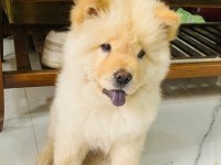 Çin aslanı köpekler sağlık ve ırk garantili teslim