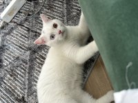 British shorthair kedim bulut