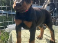 King Doberman Köpekler
