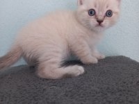 BRİTİSH SHORTHAİR KARDEŞLER