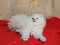 MÜKEMMEL BRİTİSH LONGHAİR DİŞİ YAVRULAR