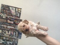 Toy poodle köpekler sizin olabilirler