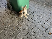 4 aylık tatlı oyuncu kedimiz