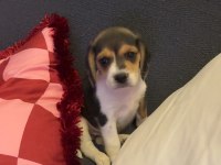 Beagle Dişi İzmir