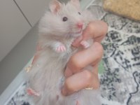 Hamster beyaz