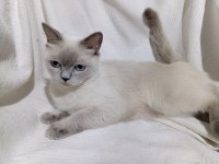 British shorthair (hamile bir dişi)