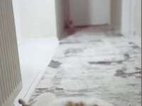 Scottish fold van mix beyaz turuncu