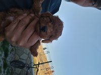 Ankara dan muhteşem poodle bebekler sizi bekler
