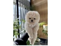 Pomeranian boo
