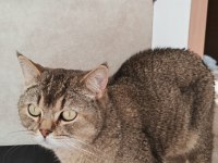 Yakışıklı kedimiz için ömürlük yuva arıyoruz