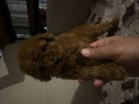 IRK VE SAĞLIK GARANTİLİ POODLE BEBEKLERİMİZ