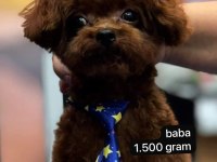 Dişi ve Erkek Kore Korekan Poodle Yavrularım