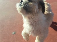 Tuvalet Eğitimli Shih Tzu