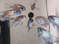 Elektrik Blue Acara (Aequidens Pulcher)