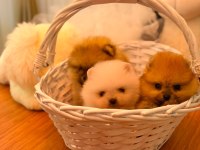 Karşıyakanın Pomeranian Boo Kalitesi